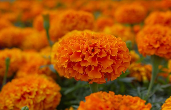 Can Companion Planting with Marigolds Help Deter Aphids in UK Vegetable Gardens?