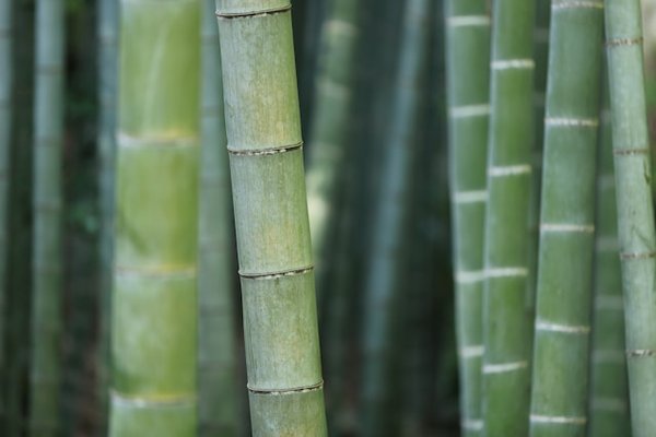What is the best way to incorporate sustainable bamboo in UK home construction?